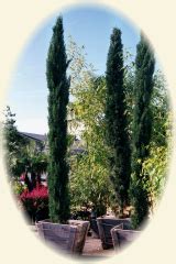wholesale nurseries in seattle area